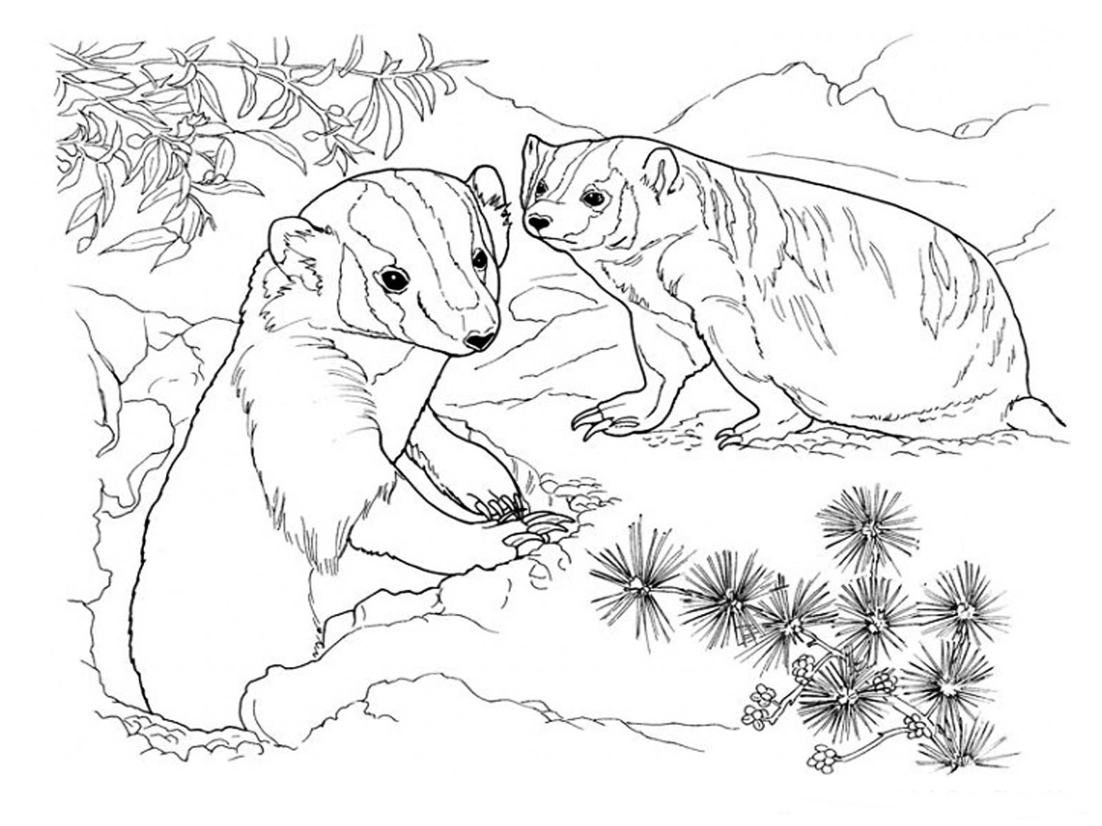 1600x1200 Luxury Badger Coloring Page Pictures