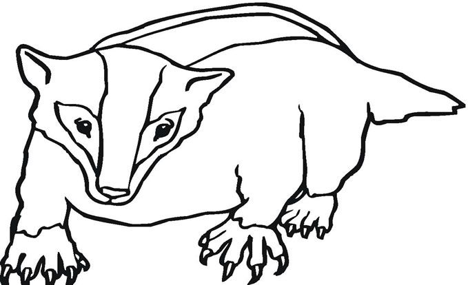 679x414 Badger Coloring Page Spirer Free Printable