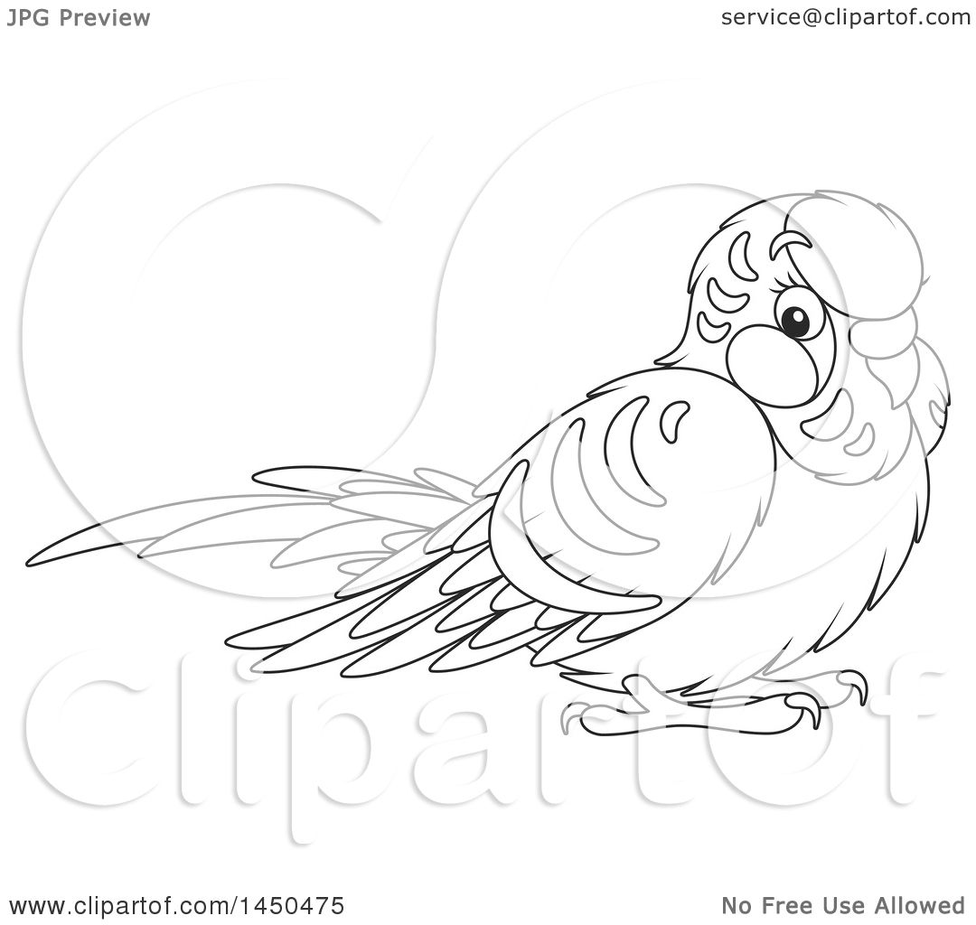 1080x1024 Parakeet Coloring Pages Episode The Early Birder Gets The Bird U