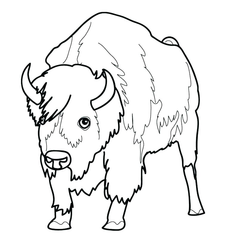 768x818 Bison Coloring Page