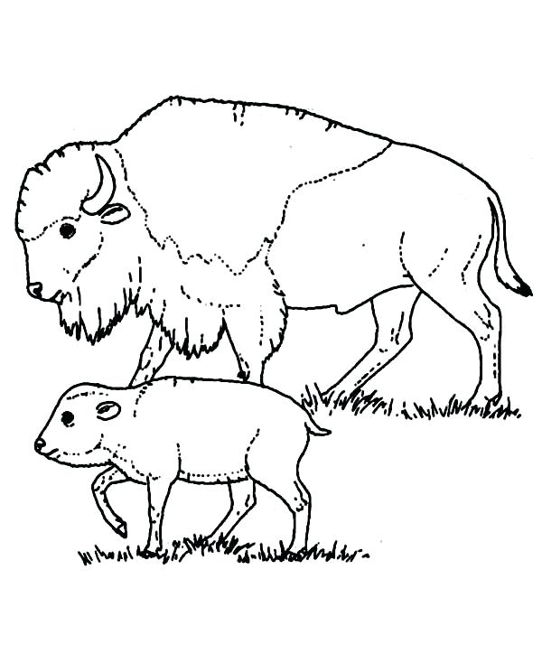 600x734 Buffalo Coloring Page Bison Coloring Pages Bison Taking Care