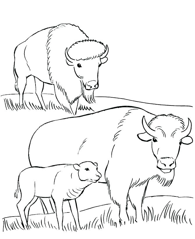 670x820 Buffalo Coloring Page Buffalo Coloring Page Coloring Page Bison