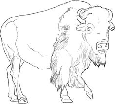 236x214 Click To See Printable Version Of American Buffalo