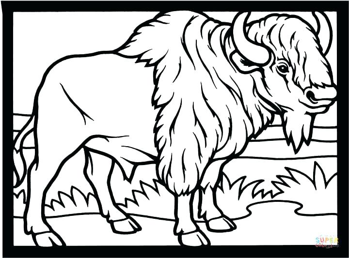 720x533 Buffalo Coloring Page Here Are Buffalo Coloring Page Pictures