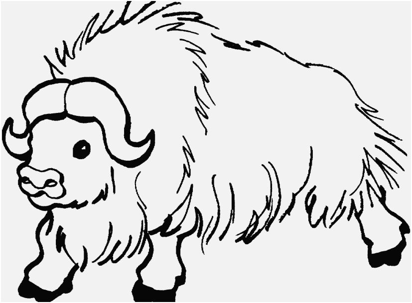 827x609 The Superior Photographs Coloring Pictures Of Animals Progressive