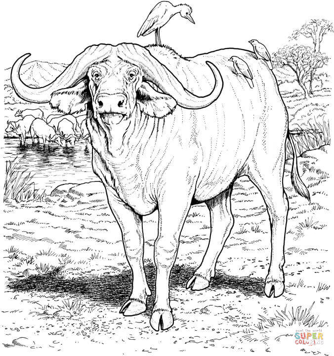 676x720 Unusual Design Ideas Buffalo Coloring Pages Printable Page