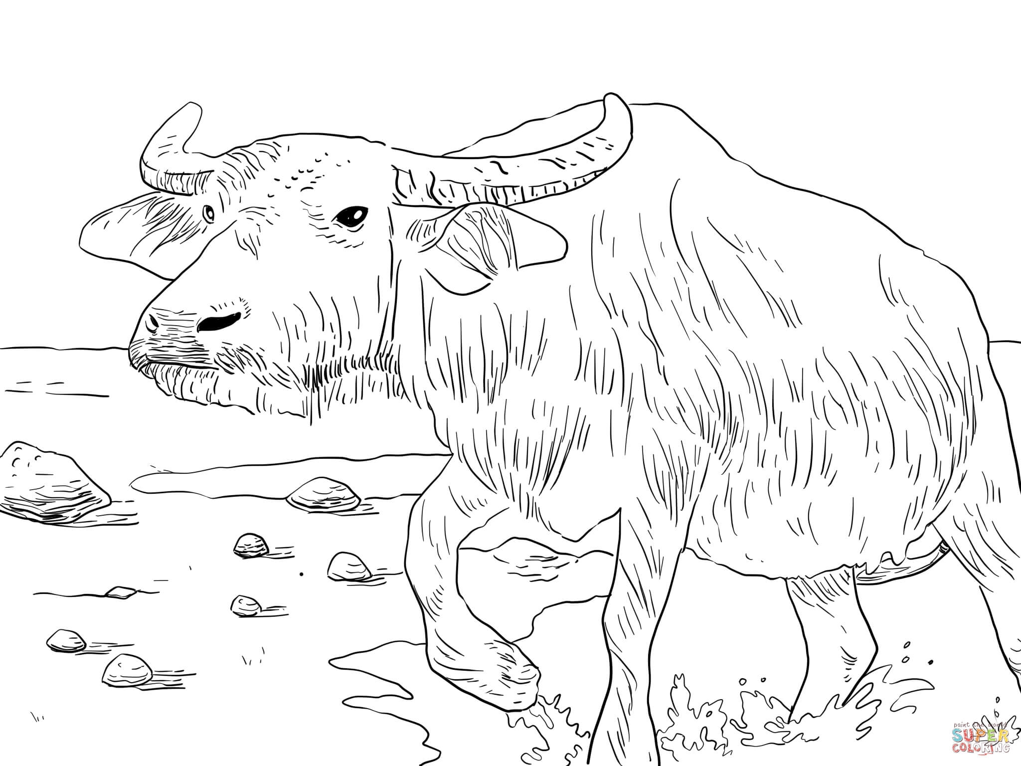 2048x1536 Water Buffaloes Coloring Pages Gallery Coloring For Kids