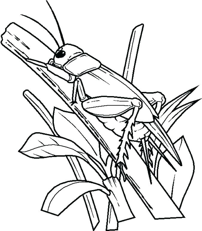 675x774 Bugs Coloring Pages Bug Coloring Page Bug Coloring Page Coloring