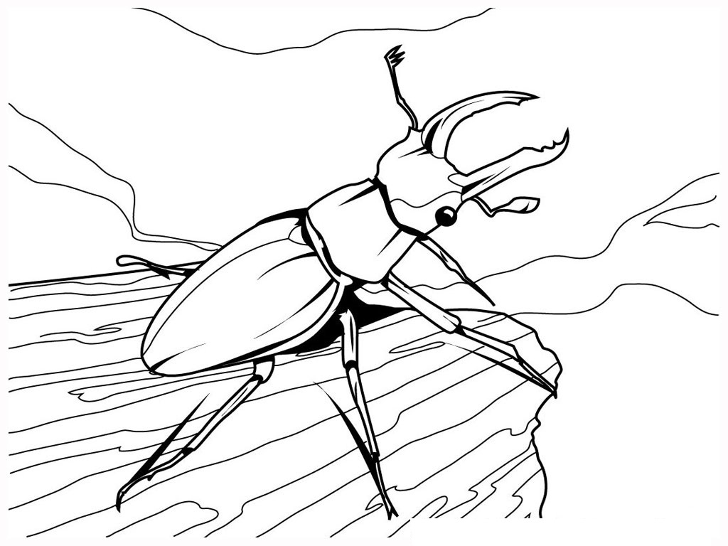 1024x768 Attractive Inspiration Bug Coloring Pages To Print For Kids