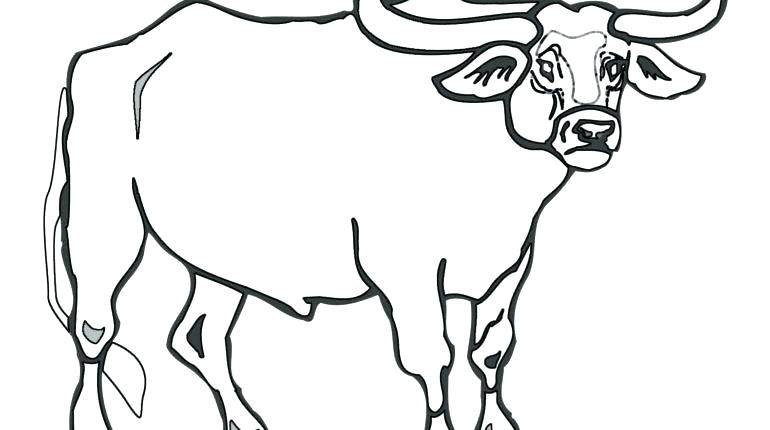 770x430 Bull Coloring Pages Bucking Bull Coloring Pages