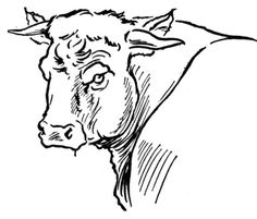 236x201 Bull Coloring Pages Color Horsesrodeo! Free