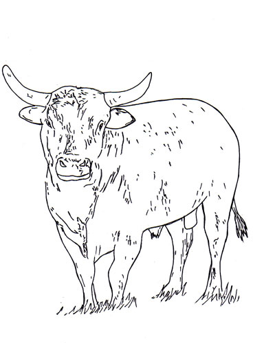 368x500 Bucking Bull Coloring Pages