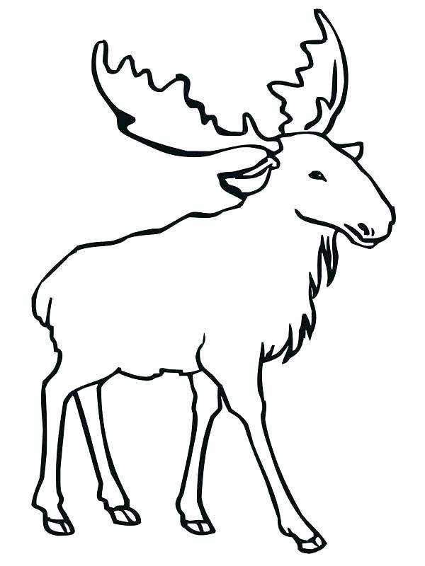 600x800 Coloring Pages Deer Coloring Pages Deer Free Printable Coloring