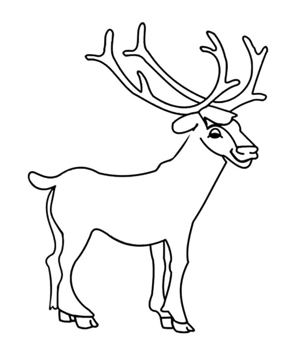 600x733 Drawing Young Elk Coloring Pages Drawing Young Elk Coloring Pages