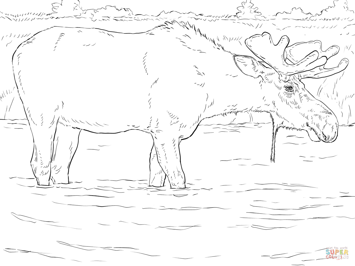 1199x899 Elk Coloring Page