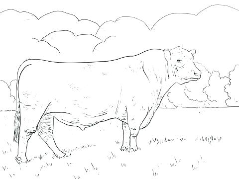 480x360 Bull Riding Coloring Pages Bull Rider Coloring Pages Coloring