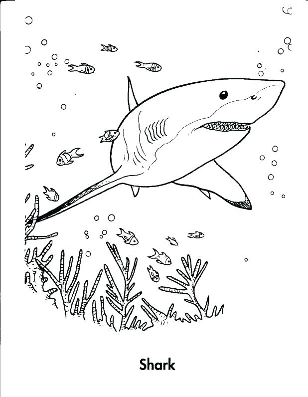 618x796 Great White Shark Coloring Pages And Pages Great White Shark Fish