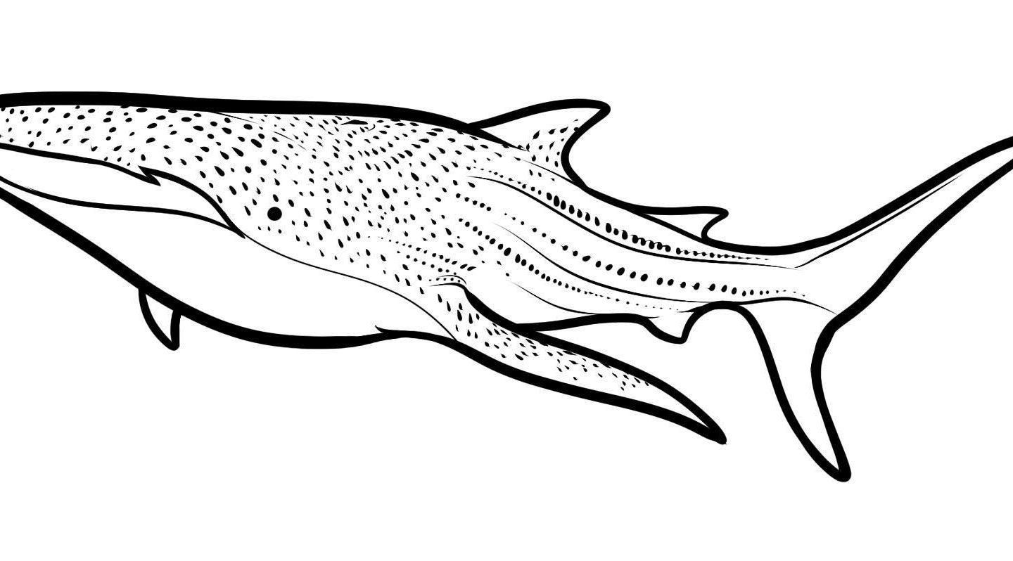 1440x798 Great White Shark Coloring Pages New Bull Shark Drawing