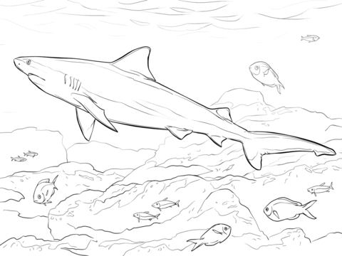 480x360 Realistic Bull Shark Coloring Page Coloring Pages