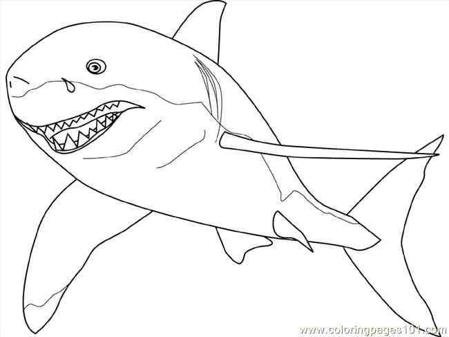 Bull Shark Coloring Page at GetDrawings | Free download