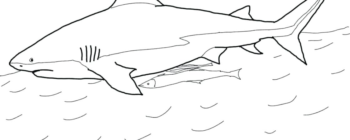 1120x450 Whale Shark Coloring Page Or Whale Shark Coloring Page Bull Shark
