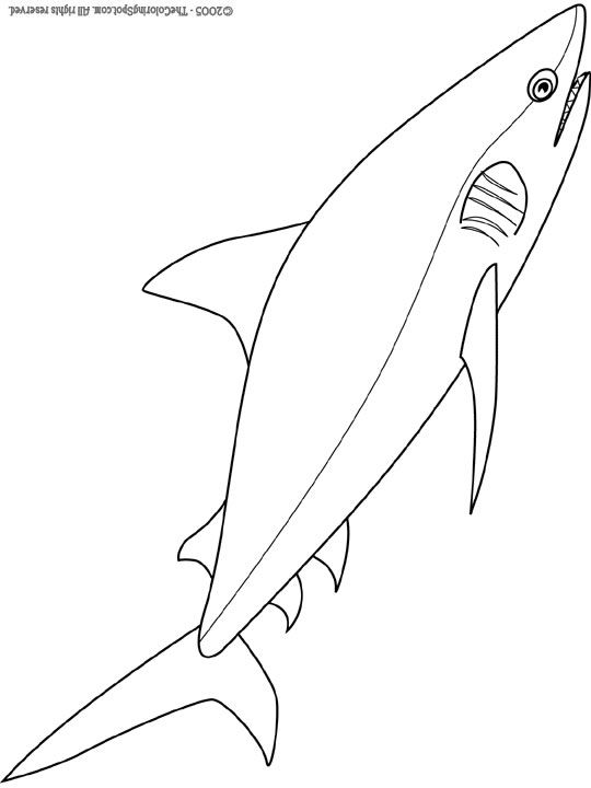 540x720 Bull Shark Coloring Pages Bull Shark Coloring Sheets Days