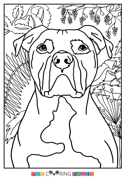 500x711 American Pit Bull Terrier Coloring Page Color Me Happy