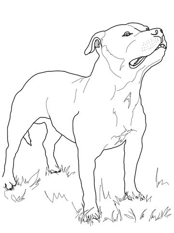 360x480 Staffordshire Bull Terrier Coloring Page