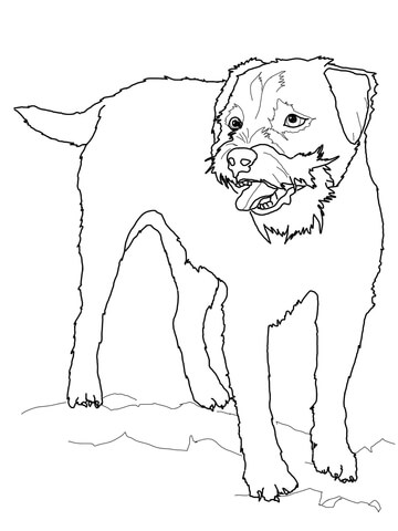 360x480 Border Terrier Coloring Page Free Printable Coloring Pages