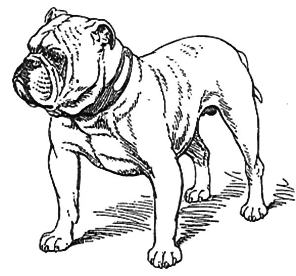 600x559 Free Coloring Pages Of Bulldog Color Sheets Color
