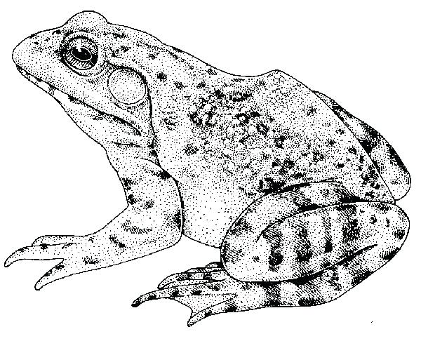 600x486 Bullfrog Coloring Page Bullfrog Coloring Page Bullfrog Coloring