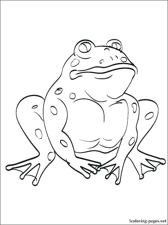 560x750 Bullfrog Coloring Page Of A Frog Free Printable Kids For Preschool