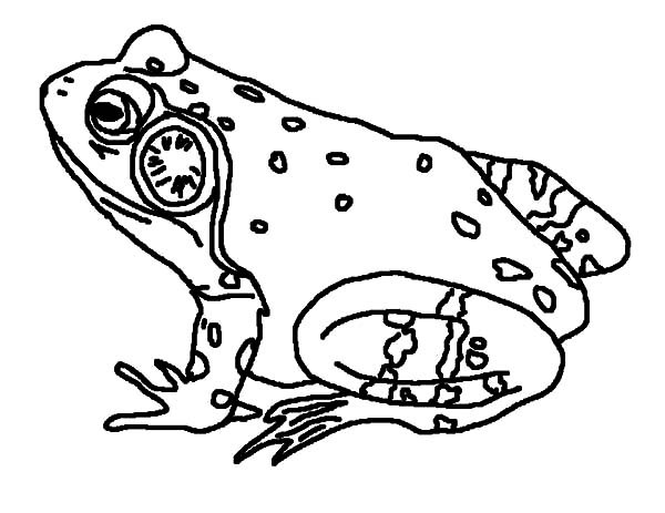 600x463 Bullfrog Singing Coloring Pages Best Place To Color