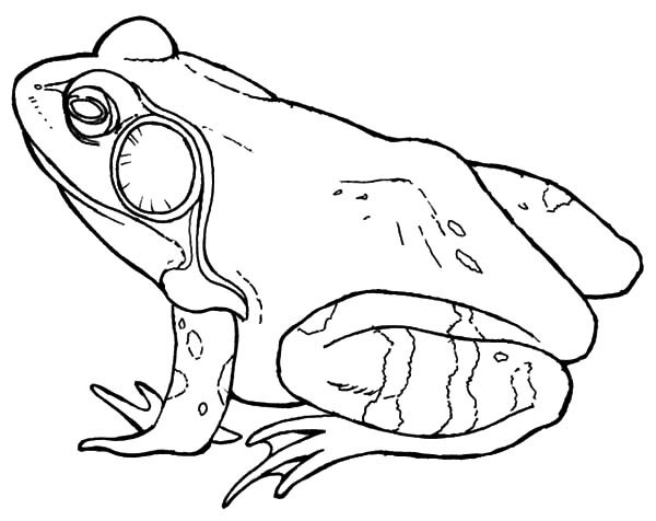 600x476 Male Bullfrog Coloring Pages Best Place To Color