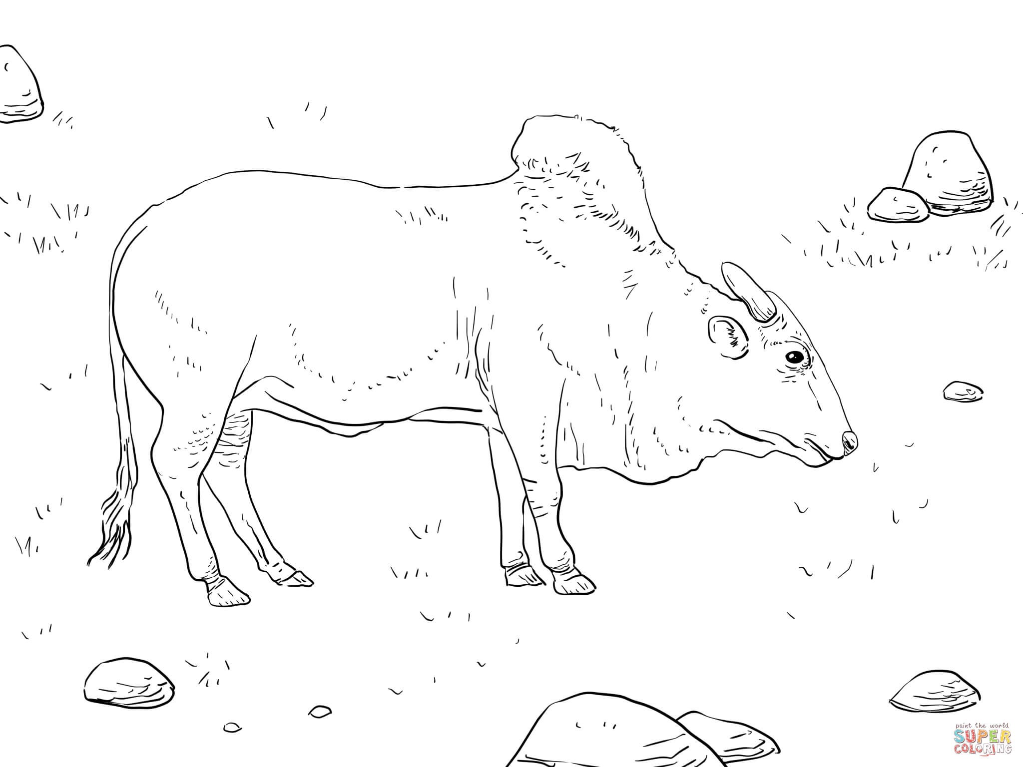 2048x1536 Bull Coloring Page Free Draw To Color