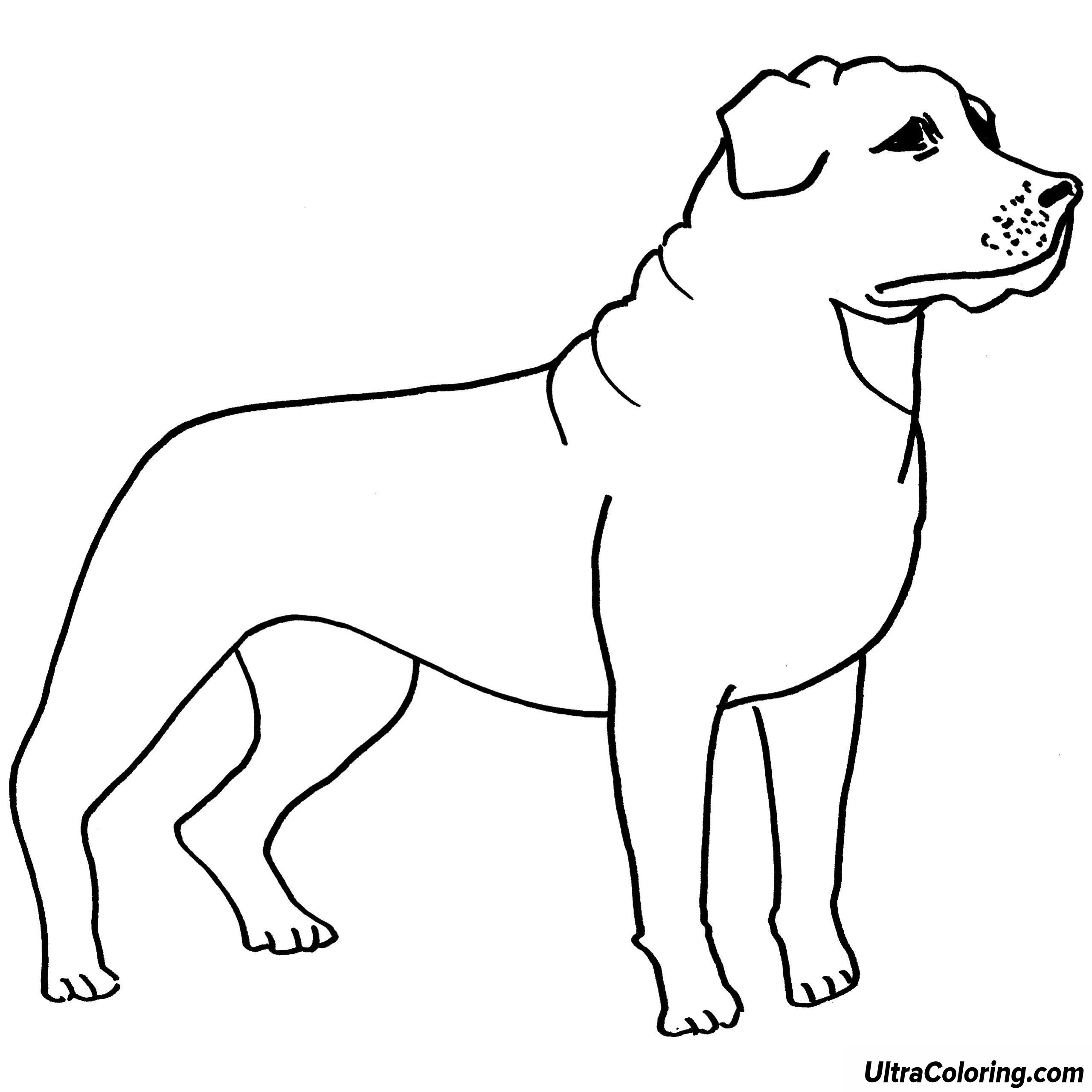 2560x2560 Bullmastiff Coloring Pages Download For Kids Extraordinary