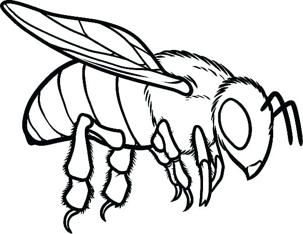 600x464 Bumble Bee Coloring Sheet