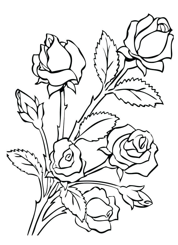743x1024 Coloring Pages Rose Coloring Pages Rose Coloring Page With Roses