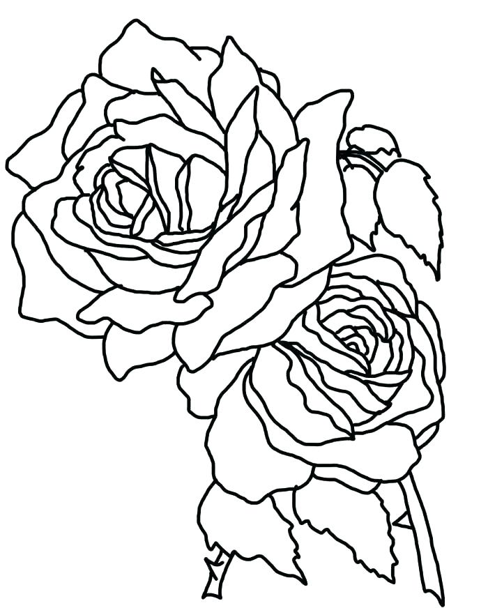 700x872 Roses Coloring Pages Coloring Page Rose Coloring Page Rose Gallery