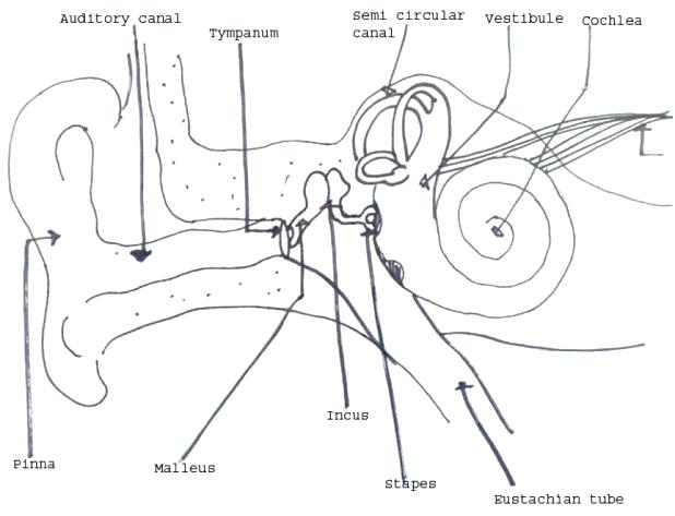 618x473 Stunning Mesmerizing Ear Coloring Page Fee Listening Printable