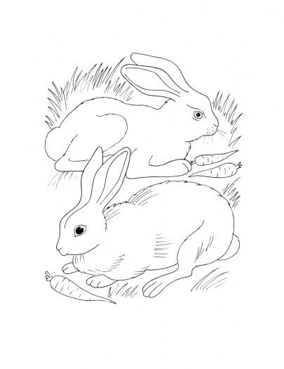 405x525 Bunny Rabbit Coloring Pages Rabbits Eating Carrots Coloring Page