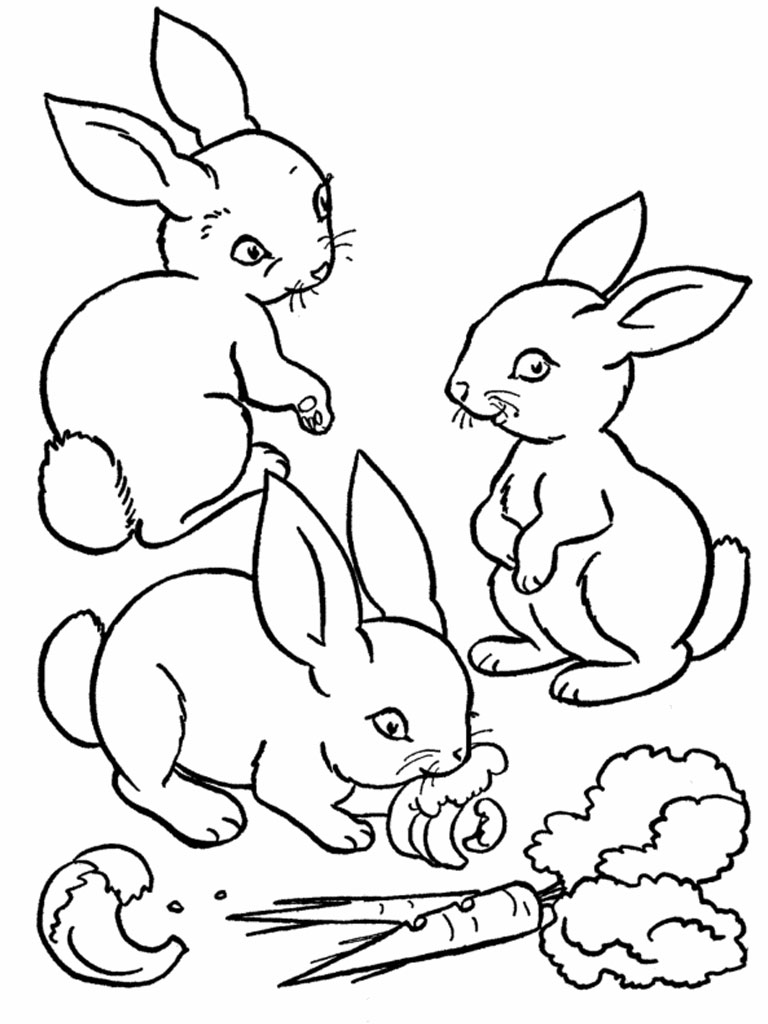768x1024 Important Realistic Bunny Coloring Pages Download For Kids