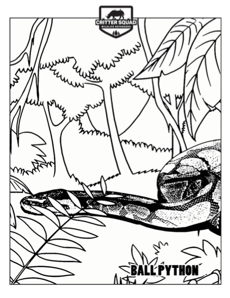 467x604 Snake Coloring Pages