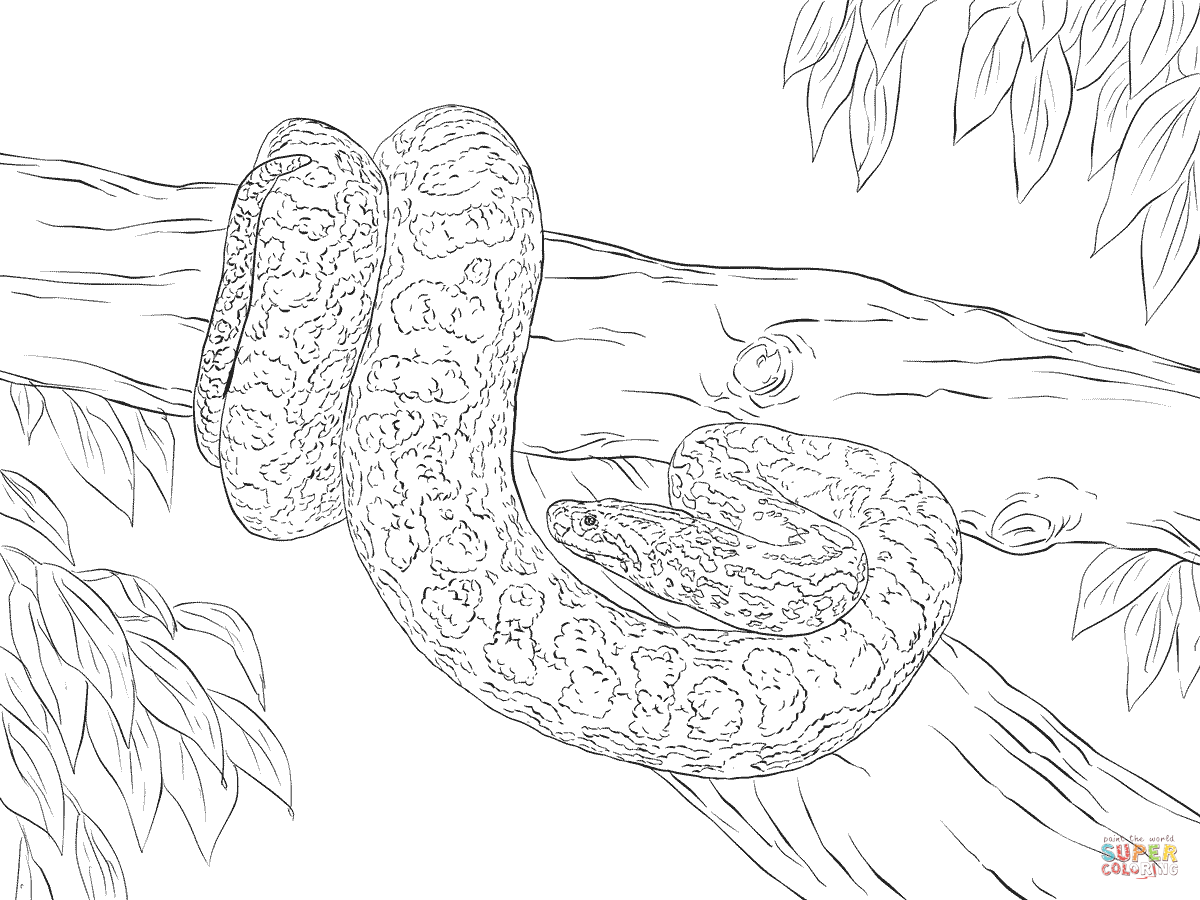 1200x900 Wonderful Anaconda Coloring Page Free Printabl