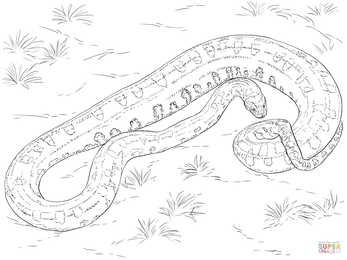 1200x900 Anaconda Coloring Page