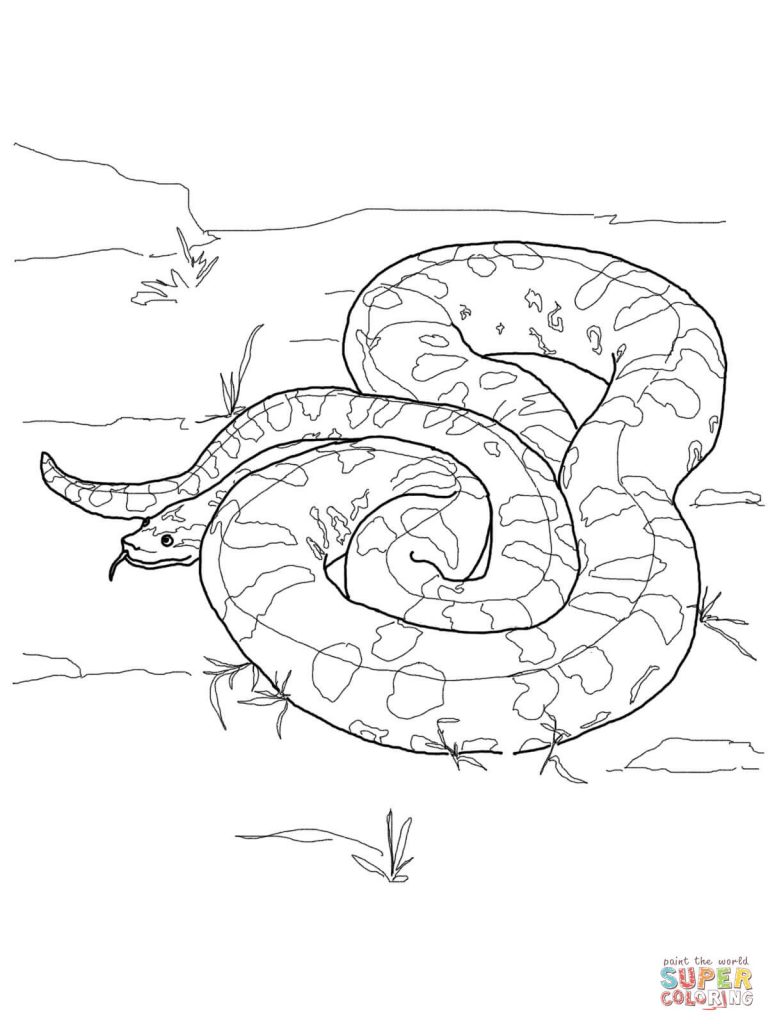 768x1024 Anaconda Download Coloring Page