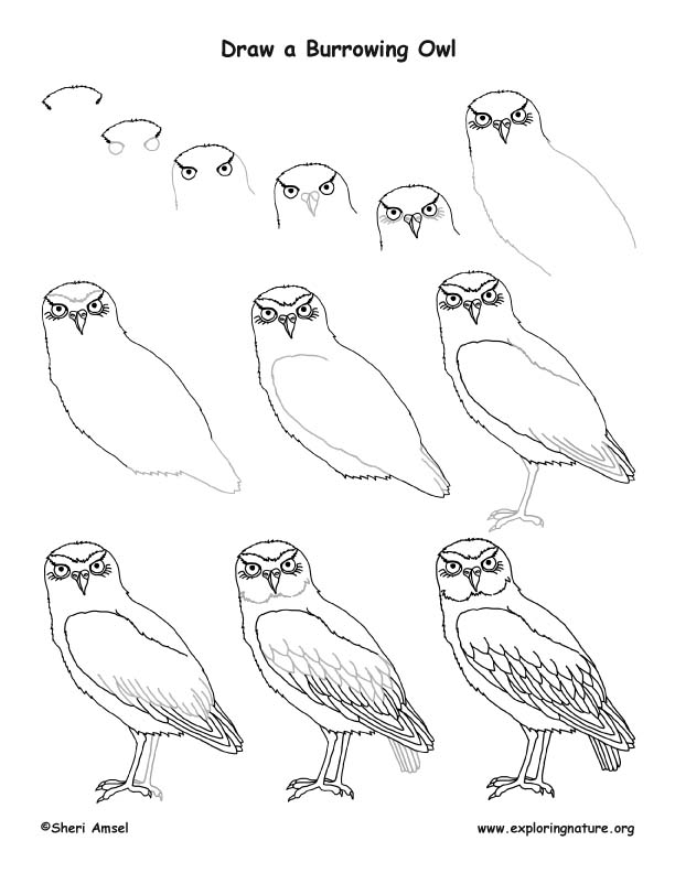 612x792 Drawn Owl Burrowing Owl