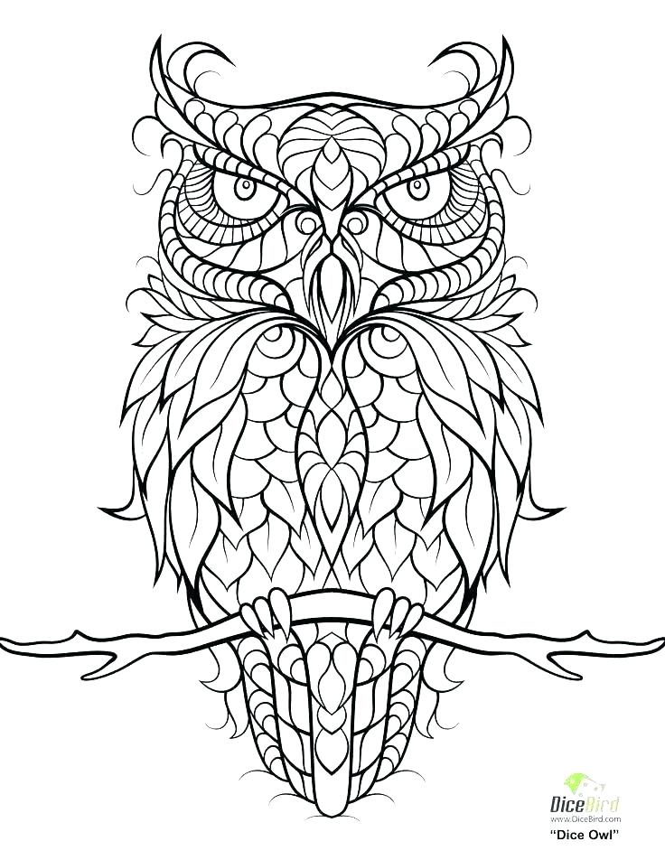 736x952 Owl Coloring Pages Pictures Of Owls To Print Free Pictures Of Owls