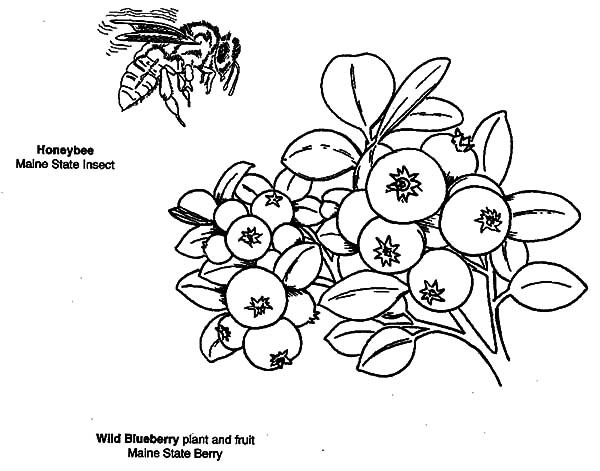 600x471 Wild Blueberry Bush Coloring Pages Best Place To Color