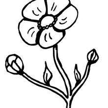 220x220 Buttercup Coloring Pages